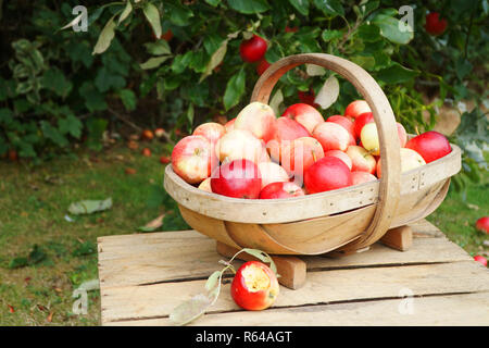 Un jardin plein de trug fraîchement cueilli des pommes rouges reposant sur une caisse en bois avec une pomme pourrie supprimé Banque D'Images