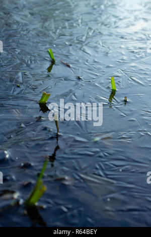 L'herbe verte dans un lac gelé. La glace a figé dans des modèles intéressants. La verticale. Banque D'Images