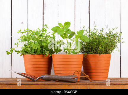 Fines herbes en pot - thym, basilic un origan plantes en pot sur l'étagère, blanc fond de bois rustique Banque D'Images