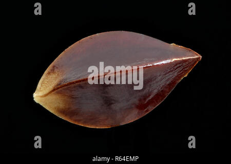 Rumex acetosa, Jardin oseille, Wiesen-Sauerampfer, semences, Close up, la taille de la semence 2-5 mm Banque D'Images