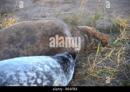 Mother brushing ou caresser bébé nouveau-né pup avec sa nageoire tendue, le phoque gris colonie de reproduction, Donna Nook, Lincolnshire, Angleterre, Royaume-Uni. Banque D'Images