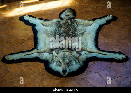 Tête de loup attrayants et de la fourrure sur le plancher de tuiles rouges Masquer Banque D'Images