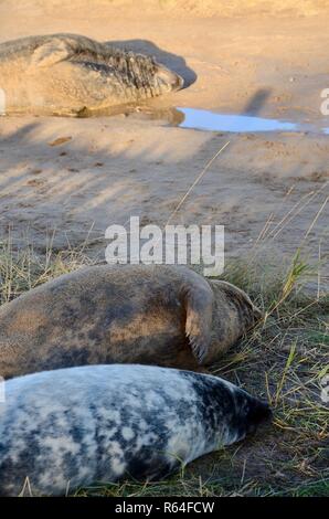 Mother brushing ou caresser bébé nouveau-né pup avec sa nageoire tendue, le phoque gris colonie de reproduction, Donna Nook, Lincolnshire, Angleterre, Royaume-Uni. Banque D'Images