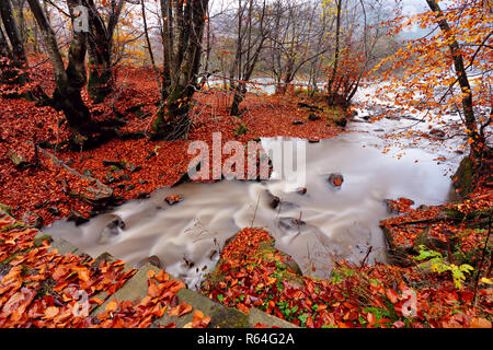 Ruisseau de l'automne en forêt de hêtre et charme. Banque D'Images