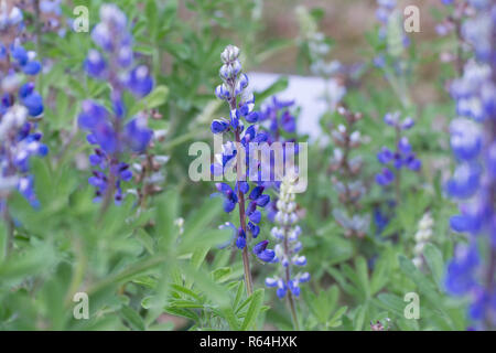 Mauve attrayants le lupin (Lupinus) sur jardin Banque D'Images