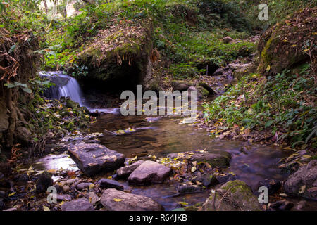Une petite rivière au fond des forêts tropicales Banque D'Images