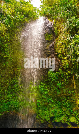 Une cascade au Jardin Botanique à Sainte Lucie Banque D'Images