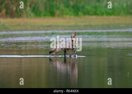 L'loup gris / wild loup gris (Canis lupus) marcher dans l'eau peu profonde de l'étang, Saxe / Sachsen, Allemagne Banque D'Images