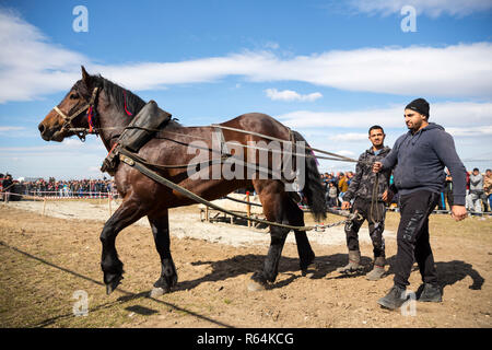 Sofia, Bulgarie - 3 mars, 2017 : les chevaux et leurs propriétaires participent à un tournoi de tirer lourd. Les animaux doit tirer une charge de centaines de kilogra Banque D'Images
