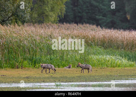 Le loup gris d'Europe pack avec loup gris sauvages juvéniles (Canis lupus) le long du lac, la Saxe / Sachsen, Allemagne Banque D'Images