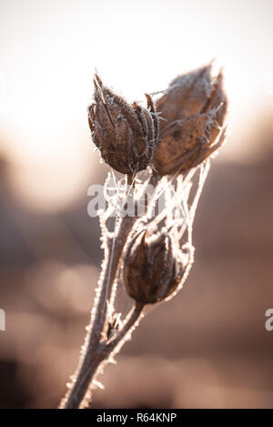 Photo verticale avec des fleurs d'hibiscus à sec. Fleurs sont brown et couverts par des toiles d'araignée. Le givre et la glace est couvrant les tiges et fleurs. Est capturé dans l'usine Banque D'Images