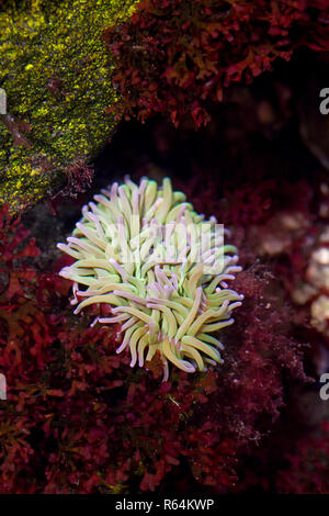 Anémone Actinia equina (Beadlet) dans la piscine dans les rochers, anémone de mer trouvés sur les rivages rocailleux de l'Europe de l'Ouest et la mer Méditerranée à l'Afrique du Sud Banque D'Images