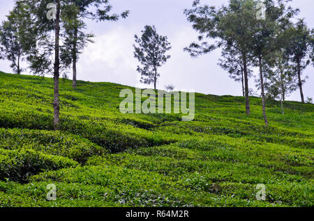 Munnar est une station de colline & ancien resort pour l'élite de l'Empire britannique, entouré de collines parsemées de plantations de thé créée à la fin 1900 Banque D'Images