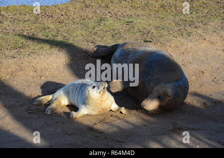Mother brushing ou caresser bébé nouveau-né pup avec sa nageoire tendue, colonie de phoques gris, Donna Nook, Lincolnshire, Angleterre, Royaume-Uni. Banque D'Images