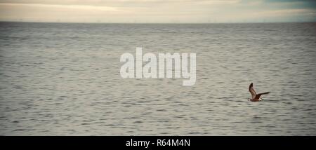 Grand écran panoramique silvertone shot d'une mouette planeur seul juste au-dessus de la flottaison sur la côte de la mer du Nord, Angleterre, Royaume-Uni. Banque D'Images