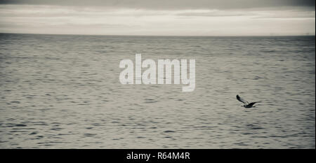 Grand écran panoramique silvertone shot d'une mouette planeur seul juste au-dessus de la flottaison sur la côte de la mer du Nord, Angleterre, Royaume-Uni. Banque D'Images