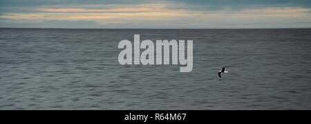 Grand écran panoramique silvertone shot d'une mouette planeur seul juste au-dessus de la flottaison sur la côte de la mer du Nord, Angleterre, Royaume-Uni. Banque D'Images