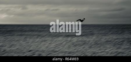 Grand écran panoramique tourné d'une mouette planeur seul juste au-dessus de la flottaison sur la côte de la mer du Nord, Angleterre, Royaume-Uni. Banque D'Images