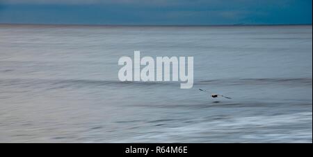 Grand écran panoramique silvertone shot d'une mouette planeur seul juste au-dessus de la flottaison sur la côte de la mer du Nord, Angleterre, Royaume-Uni. Banque D'Images