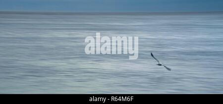 Grand écran panoramique tourné d'une mouette planeur seul juste au-dessus de la flottaison sur la côte de la mer du Nord, Angleterre, Royaume-Uni. Banque D'Images