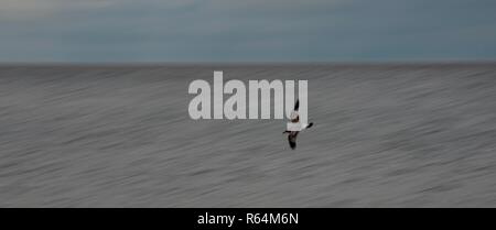 Grand écran panoramique tourné d'une mouette planeur seul juste au-dessus de la flottaison sur la côte de la mer du Nord, Angleterre, Royaume-Uni. Banque D'Images