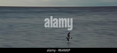 Grand écran panoramique tourné d'une mouette planeur seul juste au-dessus de la flottaison sur la côte de la mer du Nord, Angleterre, Royaume-Uni. Banque D'Images