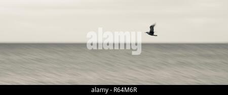 Grand écran panoramique tourné d'une mouette planeur seul juste au-dessus de la flottaison sur la côte de la mer du Nord, Angleterre, Royaume-Uni. Banque D'Images