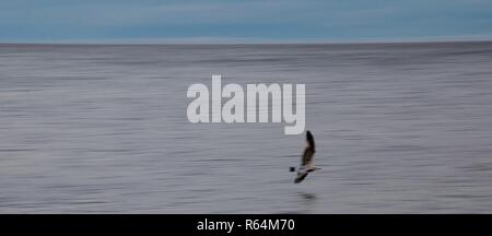 Grand écran panoramique tourné d'une mouette planeur seul juste au-dessus de la flottaison sur la côte de la mer du Nord, Angleterre, Royaume-Uni. Banque D'Images