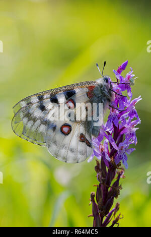 Mountain apollo (Parnassius apollo) butterfly se nourrissant de nectar de fleur, originaire d'alpages et pâturages de montagnes d'Europe continentale Banque D'Images