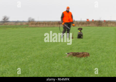 Hunter avec fusil et chien regardant fuyant le lièvre brun (Lepus europaeus) dans les Prairies au cours de la saison de chasse à l'automne Banque D'Images