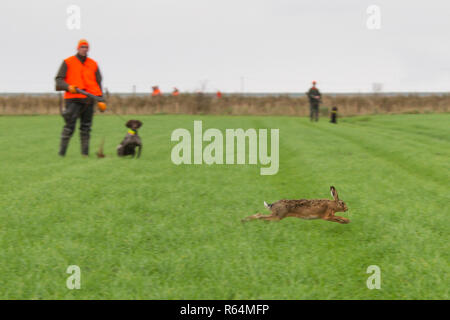 Carabine de chasseurs avec chiens de chasse et regardant fuyant le lièvre brun (Lepus europaeus) dans les Prairies au cours de la saison de chasse à l'automne Banque D'Images