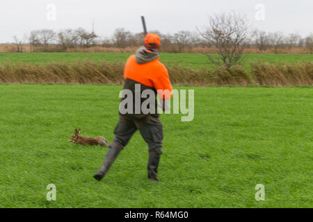 Hunter avec la carabine fuyant le lièvre brun (Lepus europaeus) dans les Prairies au cours de la saison de chasse à l'automne Banque D'Images