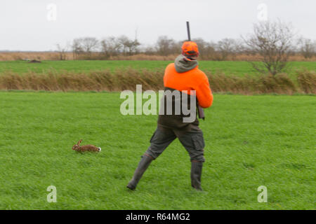 Hunter avec la carabine fuyant le lièvre brun (Lepus europaeus) dans les Prairies au cours de la saison de chasse à l'automne Banque D'Images