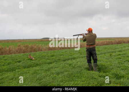 Hunter avec la carabine fuyant le lièvre brun (Lepus europaeus) dans les Prairies au cours de la saison de chasse à l'automne Banque D'Images