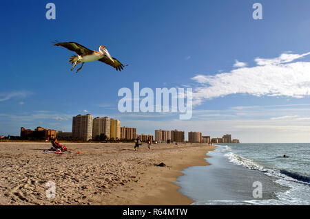 Pelican survolant les touristes sur la plage de Clearwater en Floride Banque D'Images