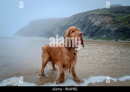 Un Cocker reprenant son souffle après avoir couru le long de la plage. Cornwall, Mawgan Porth, ©Alistair Heap  +44(0)7967 638858 Banque D'Images