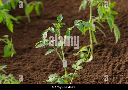 Plants de tomates dans la serre au printemps. Les plantules de tomate pour le jardin. Banque D'Images