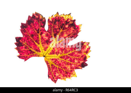 Rouge Jaune grape leaf en automne Banque D'Images