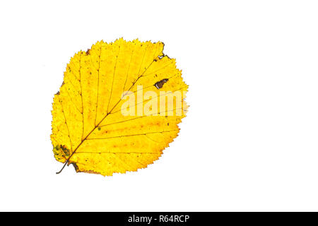 Des feuilles de noisette jaune en automne Banque D'Images