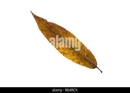 Feuille d'un saule en Jaune automne couleur Banque D'Images