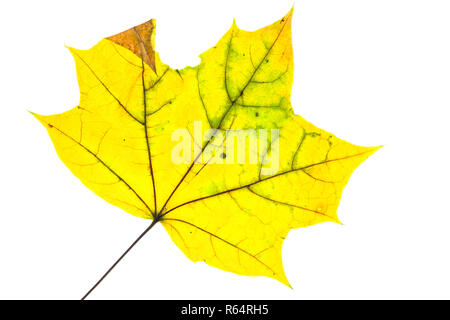 Feuille d'érable jaune en automne avec des nervures Banque D'Images