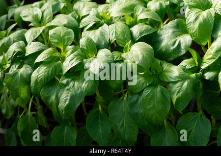 Semis dans la serre. Les plants de poivrons, close-up les jeunes feuilles de poivre frais du printemps, l'arrière-plan. Banque D'Images