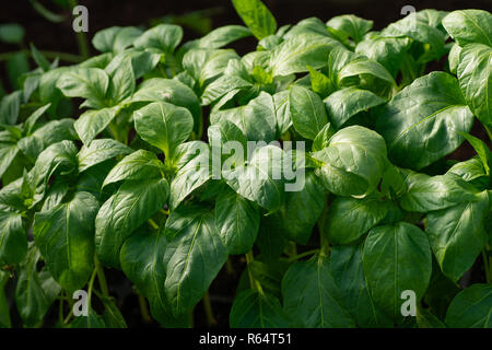 Semis dans la serre. Les plants de poivrons, close-up les jeunes feuilles de poivre frais du printemps, l'arrière-plan. Banque D'Images