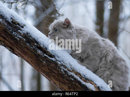 Fluffy cat dans la forêt d'hiver. Un chat dans la forêt enneigée grimpe dans un tronc d'arbre. Banque D'Images