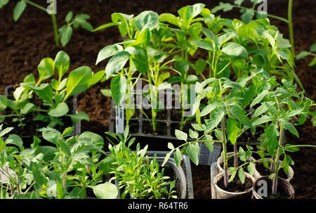 Plants dans la serre. Des semis semis de tomate, poivron, libre des jeunes feuilles de poivre frais du printemps, l'arrière-plan. Banque D'Images