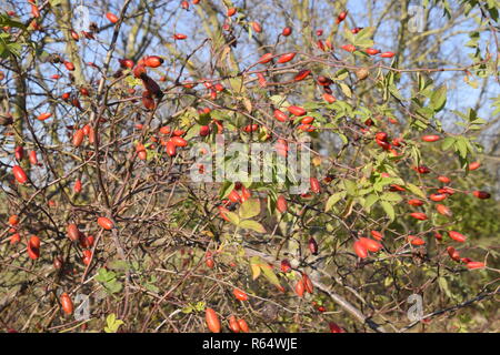 Hanches bush avec les baies mûres. Les baies d'un dogrose sur un buisson. Fruits de roses sauvages. Dogrose épineux. Red rose hips. Banque D'Images