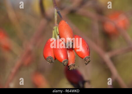 Hanches bush avec les baies mûres. Les baies d'un dogrose sur un buisson. Fruits de roses sauvages. Dogrose épineux. Red rose hips. Banque D'Images