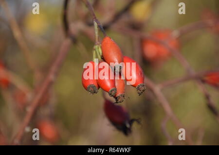 Hanches bush avec les baies mûres. Les baies d'un dogrose sur un buisson. Fruits de roses sauvages. Dogrose épineux. Red rose hips. Banque D'Images