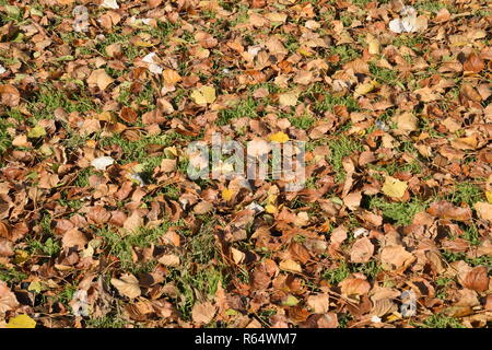 Arrière-plan de texture à partir de feuilles d'un peuplier. Un tapis d'automne feuillage d'automne jaune. la tournée des feuilles sèches d'un peuplier. Banque D'Images
