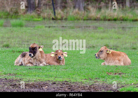 Sur une ferme de bovins heck Banque D'Images